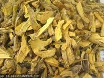 Cây Mật Gấu