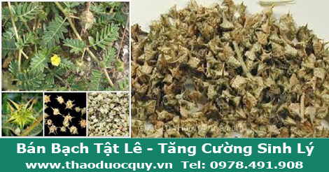 Bạch tật lê / Gai ma vương Bạch tật lê / Gai ma vương