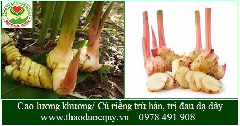 Cao lương khương/ Củ riềng khô/ Riềng Cao lương khương/ Củ riềng khô/ Riềng