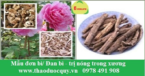 Mẫu đơn bì / Đan bì Mẫu đơn bì / Đan bì