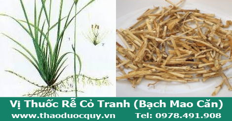 Rễ Cỏ Tranh - Bạch Mao Căn Rễ Cỏ Tranh - Bạch Mao Căn