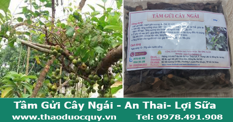 Tầm Gửi Cây Ngái Tầm Gửi Cây Ngái