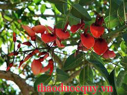 Thích Đồng Bì