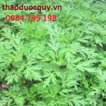 Các vị thuốc dưỡng huyết, an thai