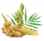 Cách dùng gừng để ngăn ngừa ho và cảm lạnh