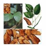 Trà dược ngừa suy giảm tế bào máu ( Bổ máu)
