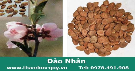 đ&agrave;o nh&acirc;n