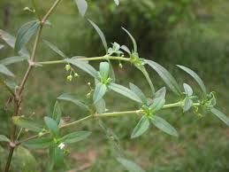 c&acirc;y-bạch-hoa-x&agrave;